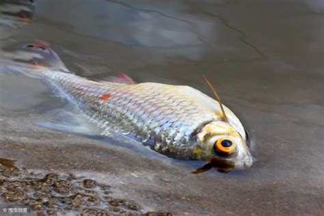 魚死掉